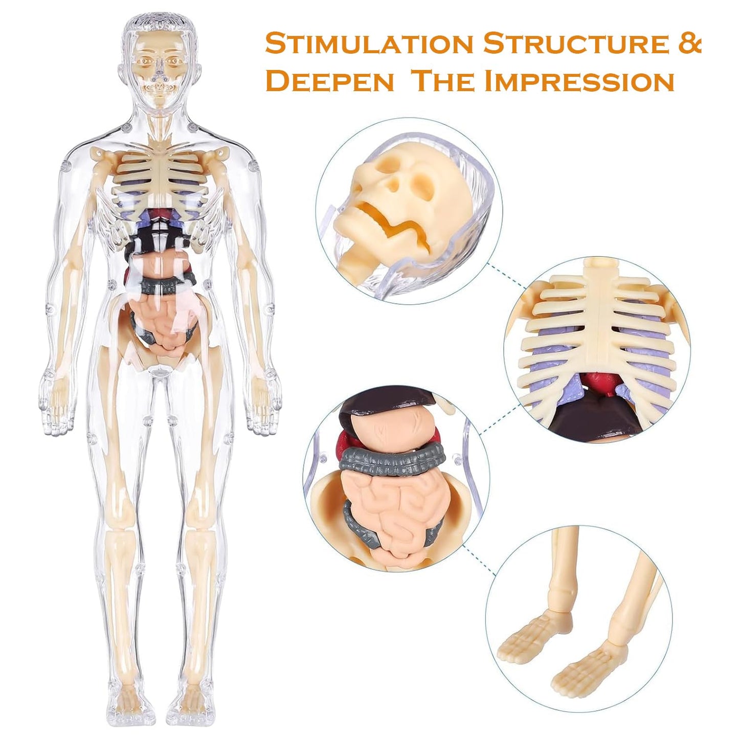 Transparent Human Body Structure Model