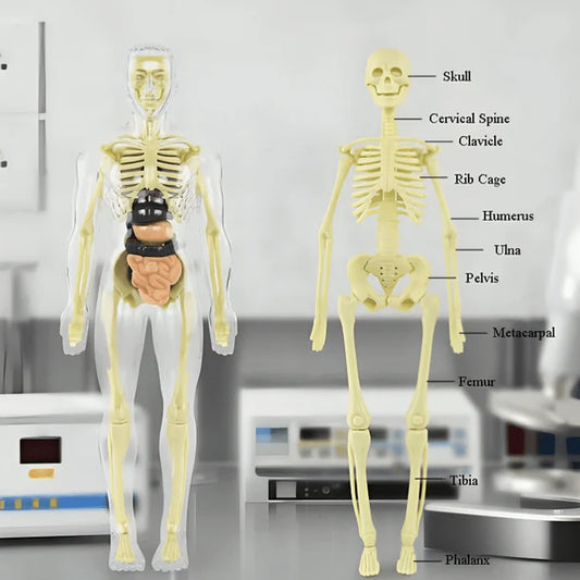 Transparent Human Body Structure Model