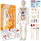 Transparent Human Body Structure Model
