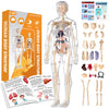 Transparent Human Body Structure Model