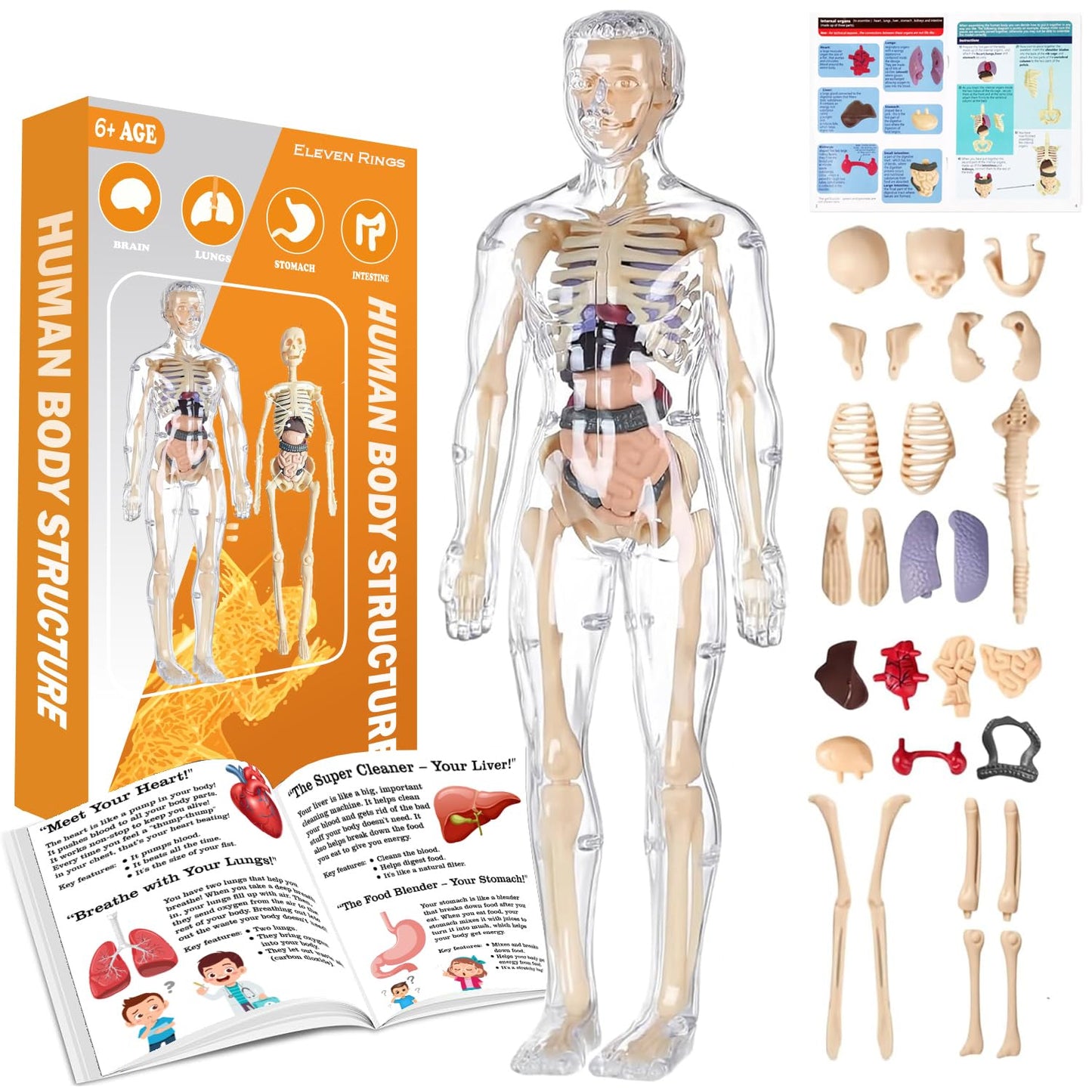 Transparent Human Body Structure Model