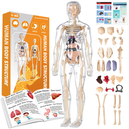 Transparent Human Body Structure Model