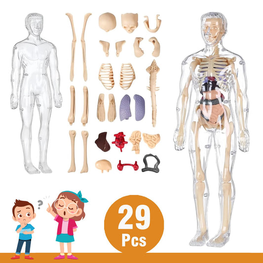 Transparent Human Body Structure Model