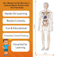 Transparent Human Body Structure Model