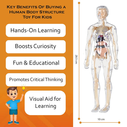 Transparent Human Body Structure Model