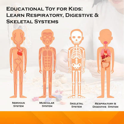 Transparent Human Body Structure Model