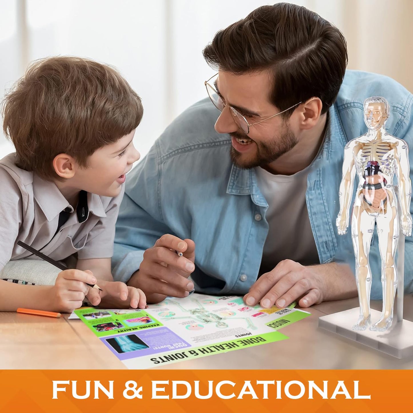 Transparent Human Body Structure Model