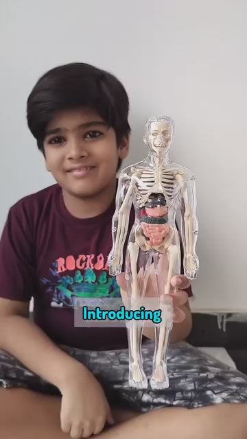 Transparent Human Body Structure Model